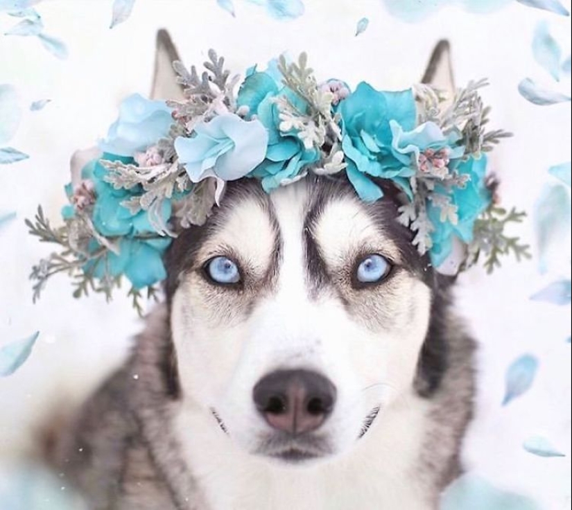 Milota squared: 25 Pets in floral wreath from a talented designer