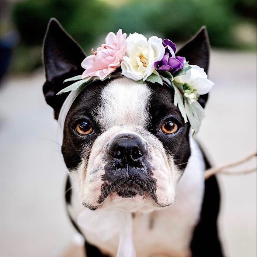 Milota squared: 25 Pets in floral wreath from a talented designer