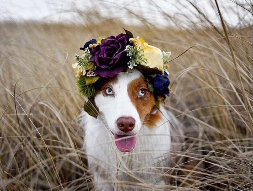 Milota squared: 25 Pets in floral wreath from a talented designer