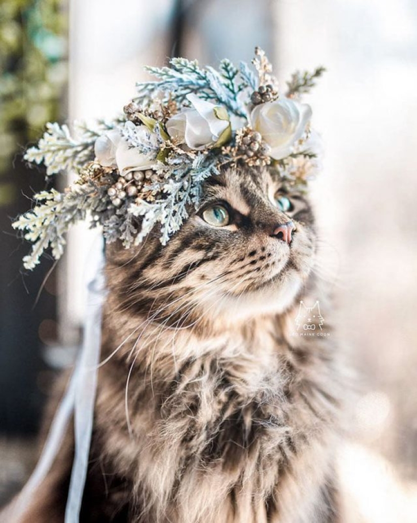 Milota squared: 25 Pets in floral wreath from a talented designer