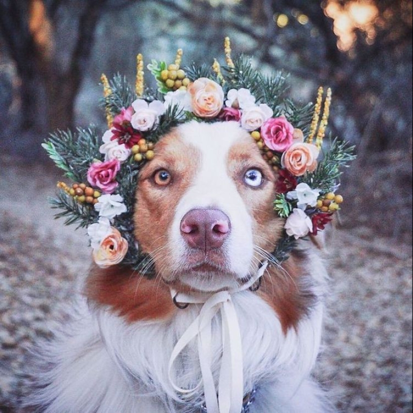 Milota squared: 25 Pets in floral wreath from a talented designer