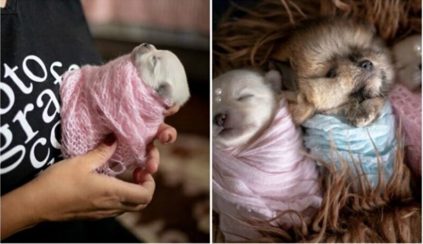Miminost rollos: una maravillosa sesión de fotos de los cachorros recién nacidos Miminost rollos: una maravillosa sesión de fotos de los cachorros recién nacidos