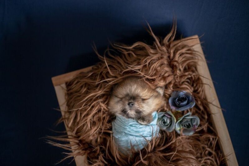 Miminost rollos: una maravillosa sesión de fotos de los cachorros recién nacidos Miminost rollos: una maravillosa sesión de fotos de los cachorros recién nacidos