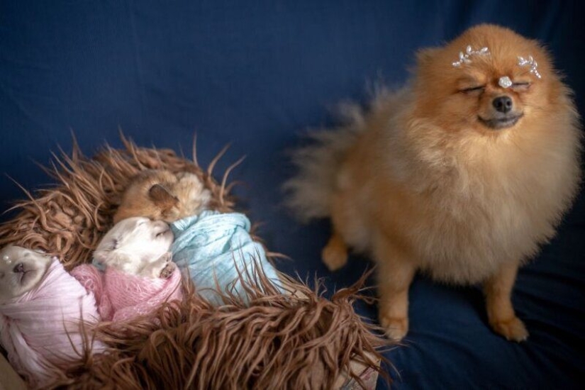 Miminost rollos: una maravillosa sesión de fotos de los cachorros recién nacidos Miminost rollos: una maravillosa sesión de fotos de los cachorros recién nacidos