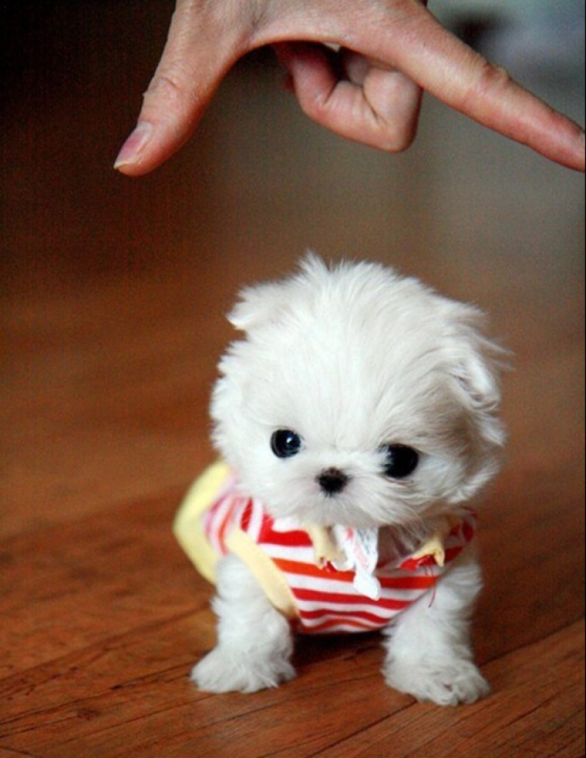 Minimisethe of the day — 30 photos of puppies that will make your day happier Minimisethe of the day — 30 photos of puppies that will make your day happier