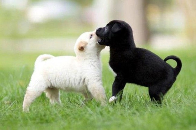 Minimisethe of the day — 30 photos of puppies that will make your day happier Minimisethe of the day — 30 photos of puppies that will make your day happier