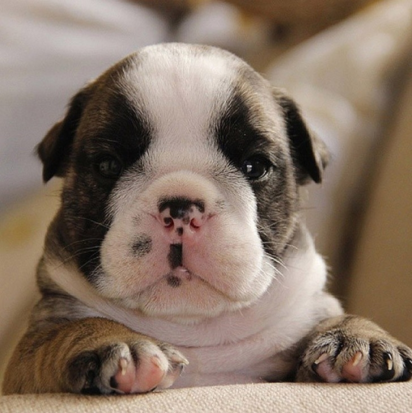 Minimisethe of the day — 30 photos of puppies that will make your day happier Minimisethe of the day — 30 photos of puppies that will make your day happier