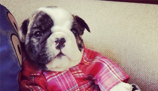Minimisethe of the day — 30 photos of puppies that will make your day happier