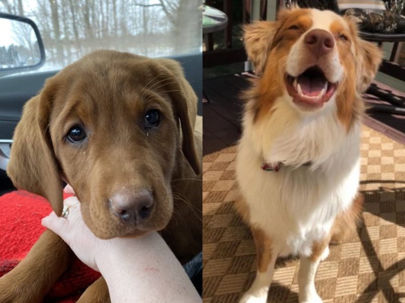 Minimisethe rollos! 25 animales divertidos que va a conquistar su corazón