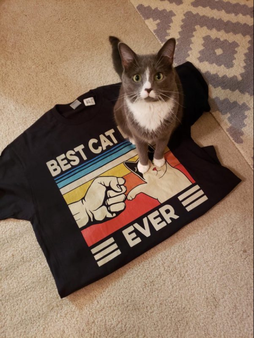 Minimisethe rollos! 25 animales divertidos que va a conquistar su corazón