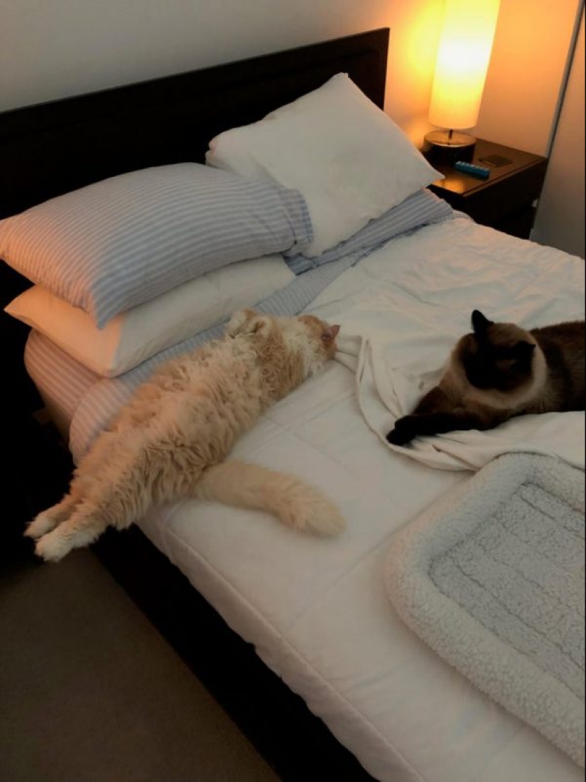 Minimisethe rollos! 25 animales divertidos que va a conquistar su corazón