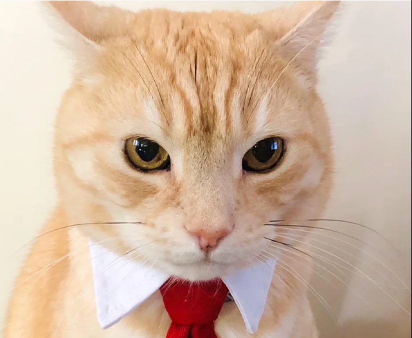 Minimisethe rollos! 25 animales divertidos que va a conquistar su corazón