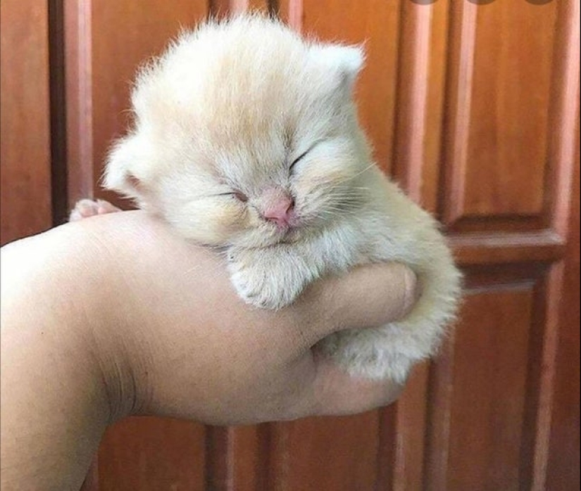 Minimisethe rollos! 25 animales divertidos que va a conquistar su corazón