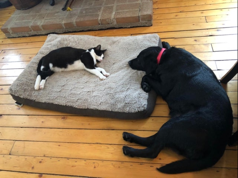 Minimisethe rollos! 25 animales divertidos que va a conquistar su corazón