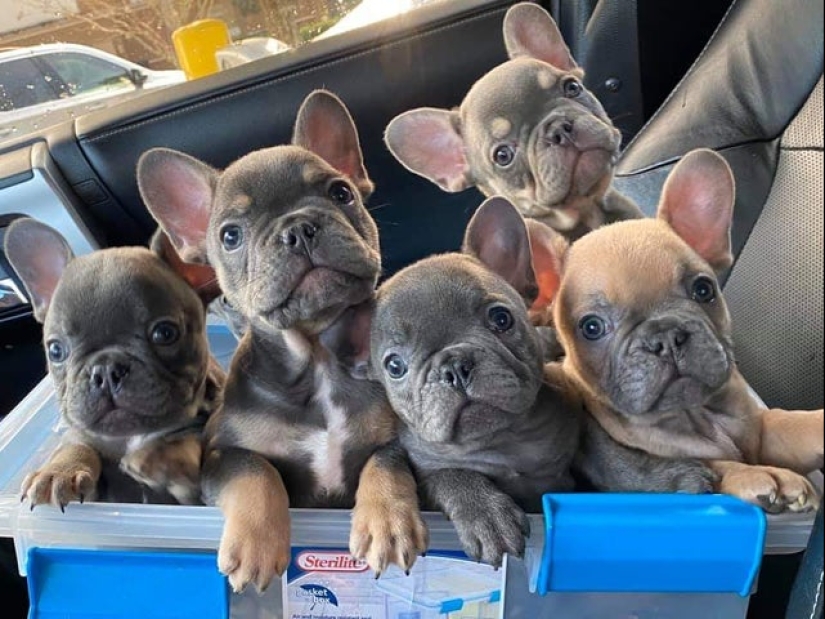 Minimisethe rollos! 25 animales divertidos que va a conquistar su corazón