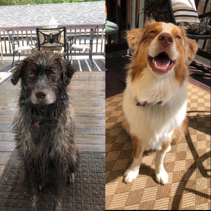 Minimisethe rollos! 25 animales divertidos que va a conquistar su corazón