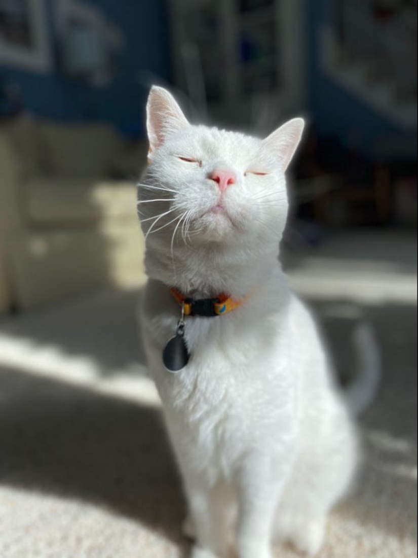 Minimisethe rollos! 25 animales divertidos que va a conquistar su corazón