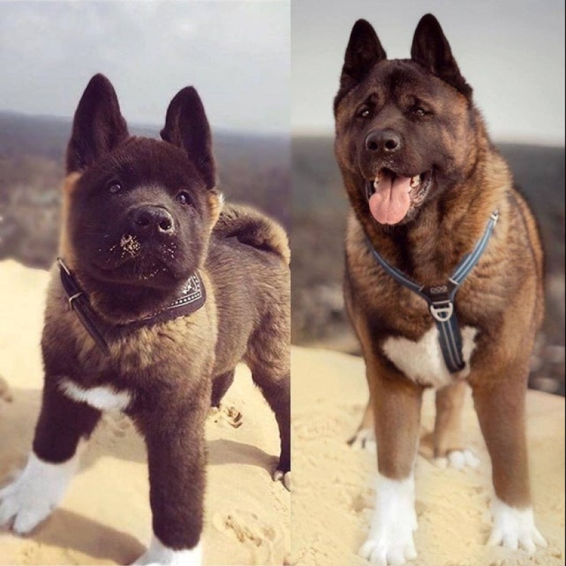 Minimisethe rollos! 25 animales divertidos que va a conquistar su corazón