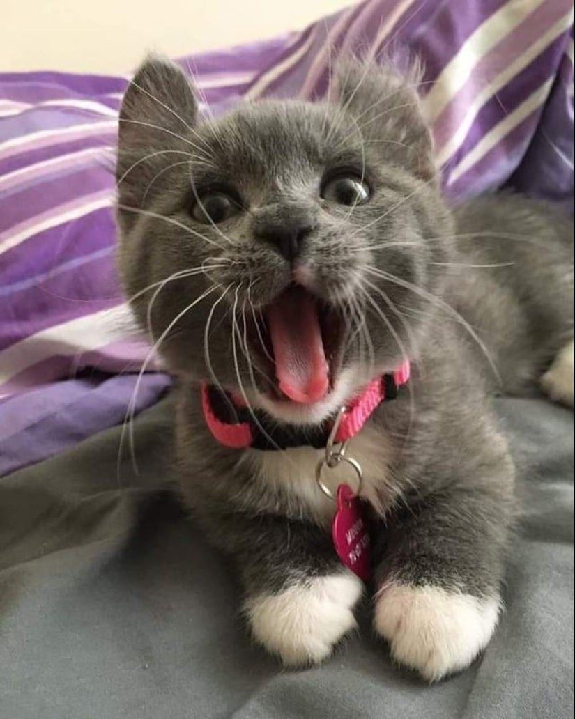 Minimisethe rolls! 25 funny animals that will conquer your heart Minimisethe rolls! 25 funny animals that will conquer your heart