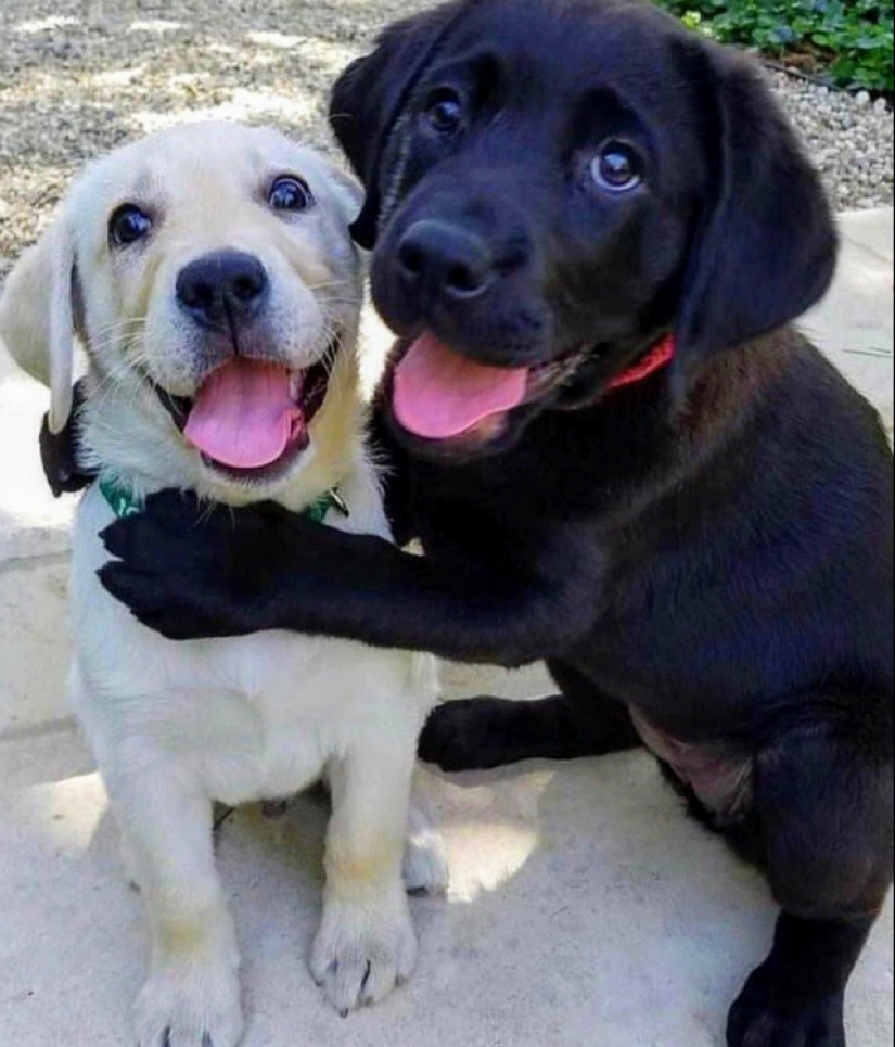 Minimisethe rolls! 25 funny animals that will conquer your heart Minimisethe rolls! 25 funny animals that will conquer your heart