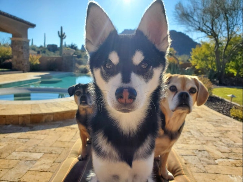 Minimisethe rolls! 25 funny animals that will conquer your heart Minimisethe rolls! 25 funny animals that will conquer your heart