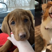 Minimisethe rolls! 25 funny animals that will conquer your heart