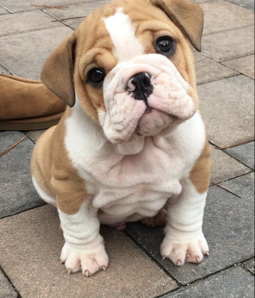 Minimisethe rolls! 25 funny animals that will conquer your heart Minimisethe rolls! 25 funny animals that will conquer your heart