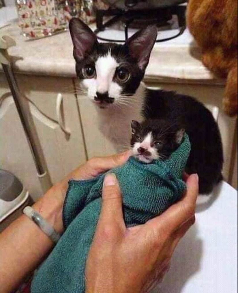 Minimisethe rolls! 25 funny animals that will conquer your heart Minimisethe rolls! 25 funny animals that will conquer your heart