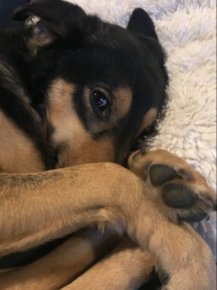 Minimisethe rolls! 25 funny animals that will conquer your heart Minimisethe rolls! 25 funny animals that will conquer your heart