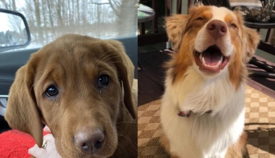 Minimisethe rolls! 25 funny animals that will conquer your heart