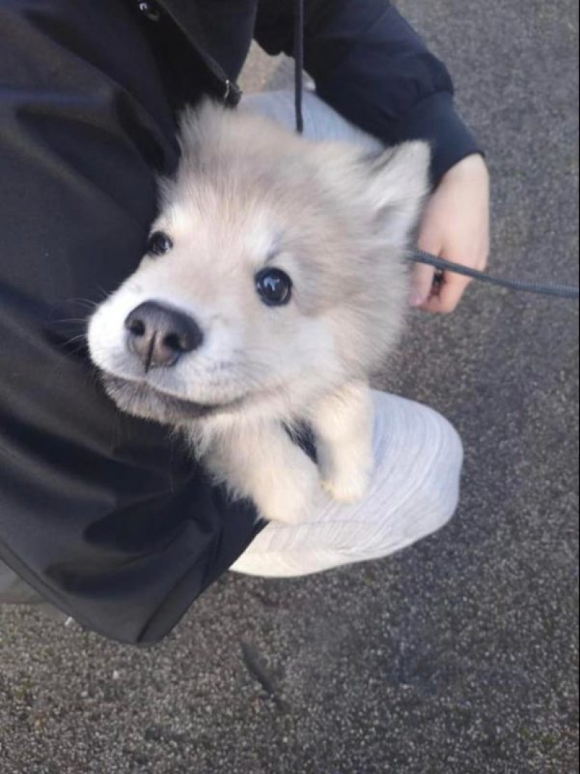 Minimisethe rolls! 25 funny animals that will conquer your heart Minimisethe rolls! 25 funny animals that will conquer your heart