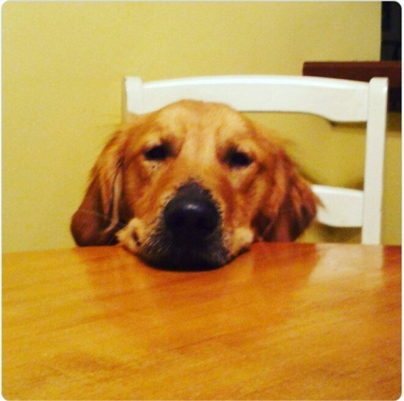 Mira directamente al alma: 30 perros que piden comida a sus dueños Mira directamente al alma: 30 perros que piden comida a sus dueños