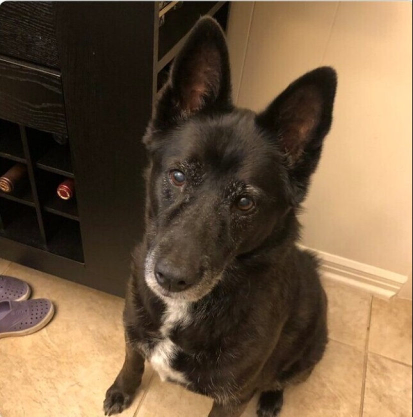 Mira directamente al alma: 30 perros que piden comida a sus dueños Mira directamente al alma: 30 perros que piden comida a sus dueños