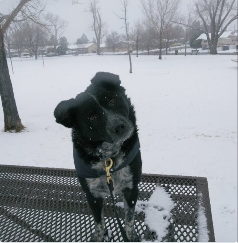 Mira directamente al alma: 30 perros que piden comida a sus dueños Mira directamente al alma: 30 perros que piden comida a sus dueños