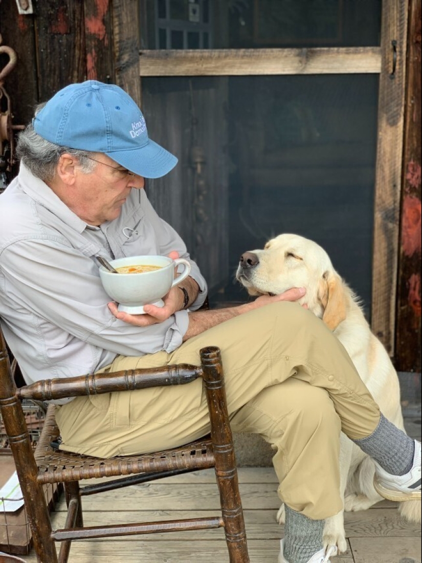 Mira directamente al alma: 30 perros que piden comida a sus dueños Mira directamente al alma: 30 perros que piden comida a sus dueños