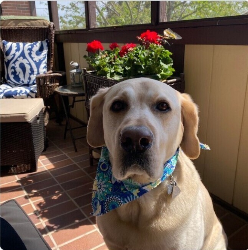 Mira directamente al alma: 30 perros que piden comida a sus dueños Mira directamente al alma: 30 perros que piden comida a sus dueños