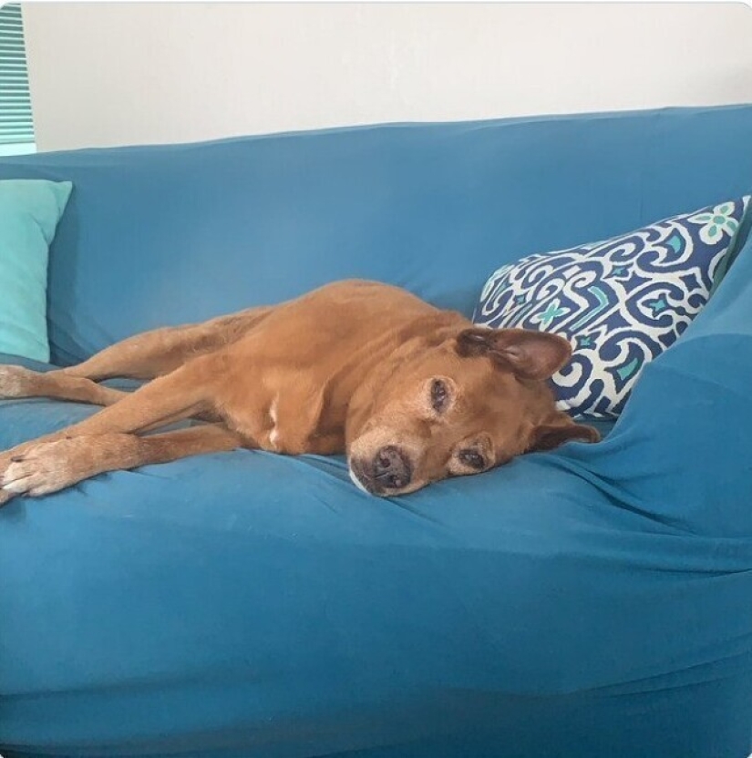 Mira directamente al alma: 30 perros que piden comida a sus dueños Mira directamente al alma: 30 perros que piden comida a sus dueños