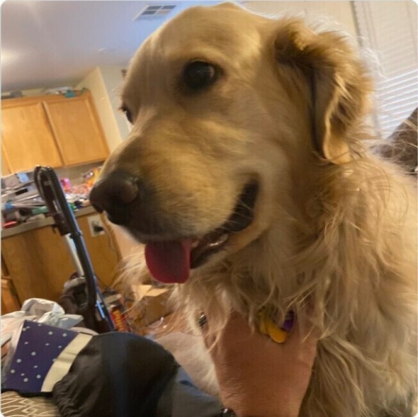 Mira directamente al alma: 30 perros que piden comida a sus dueños Mira directamente al alma: 30 perros que piden comida a sus dueños