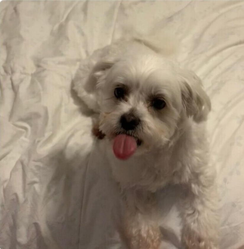 Mira directamente al alma: 30 perros que piden comida a sus dueños Mira directamente al alma: 30 perros que piden comida a sus dueños