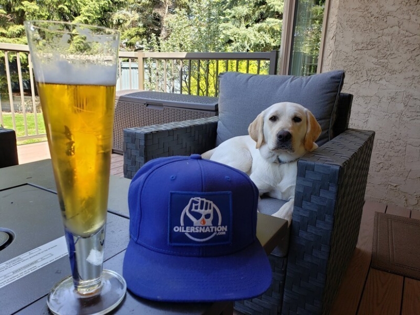 Mira directamente al alma: 30 perros que piden comida a sus dueños Mira directamente al alma: 30 perros que piden comida a sus dueños