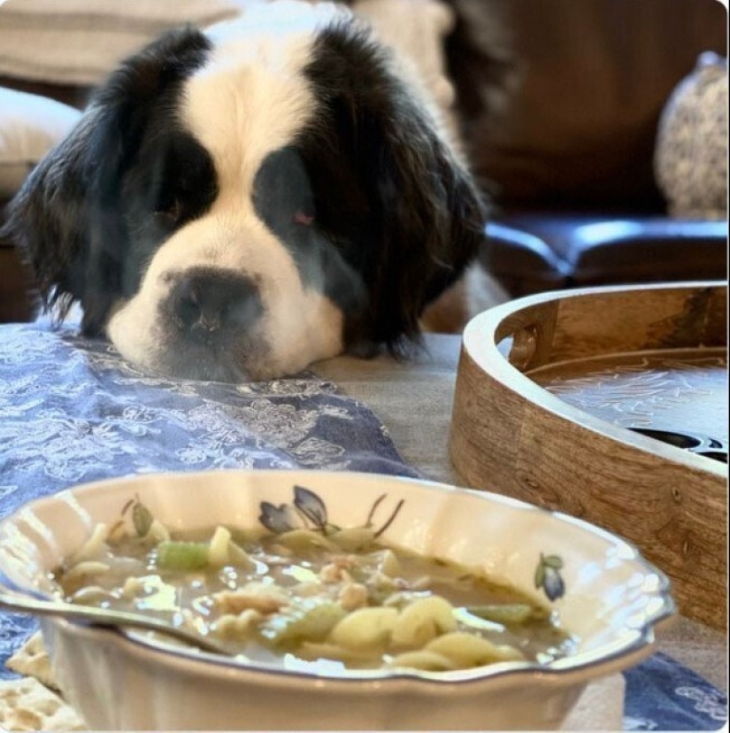 Mira directamente al alma: 30 perros que piden comida a sus dueños Mira directamente al alma: 30 perros que piden comida a sus dueños
