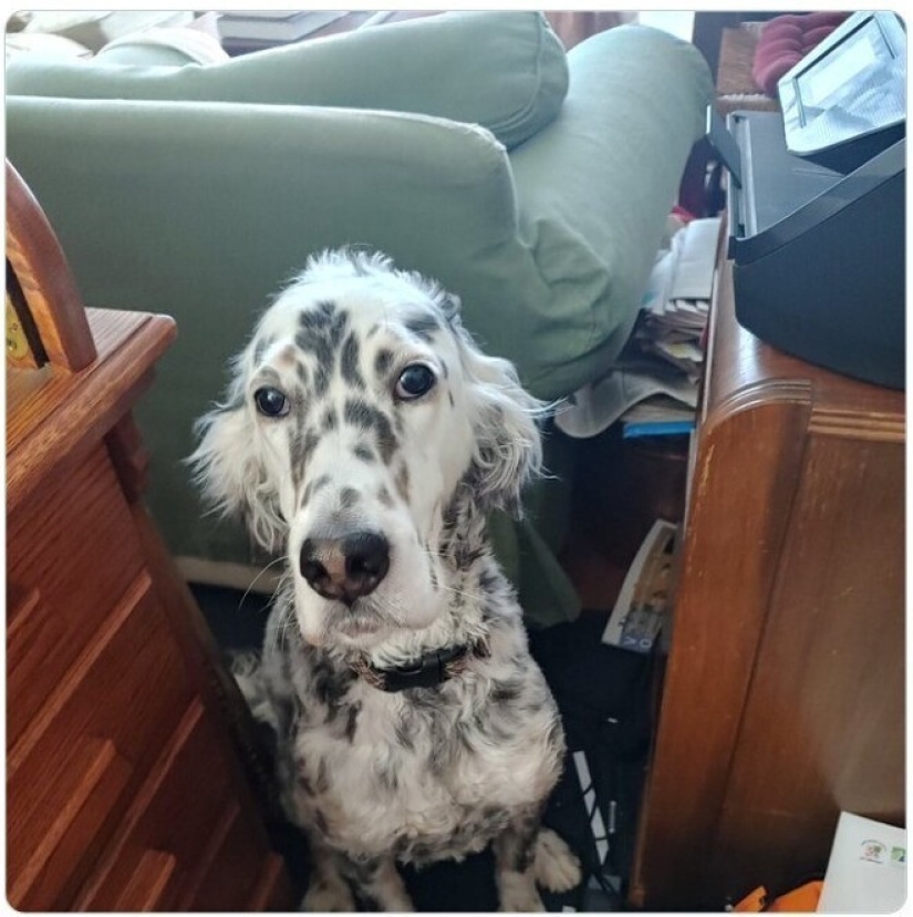 Mira directamente al alma: 30 perros que piden comida a sus dueños Mira directamente al alma: 30 perros que piden comida a sus dueños