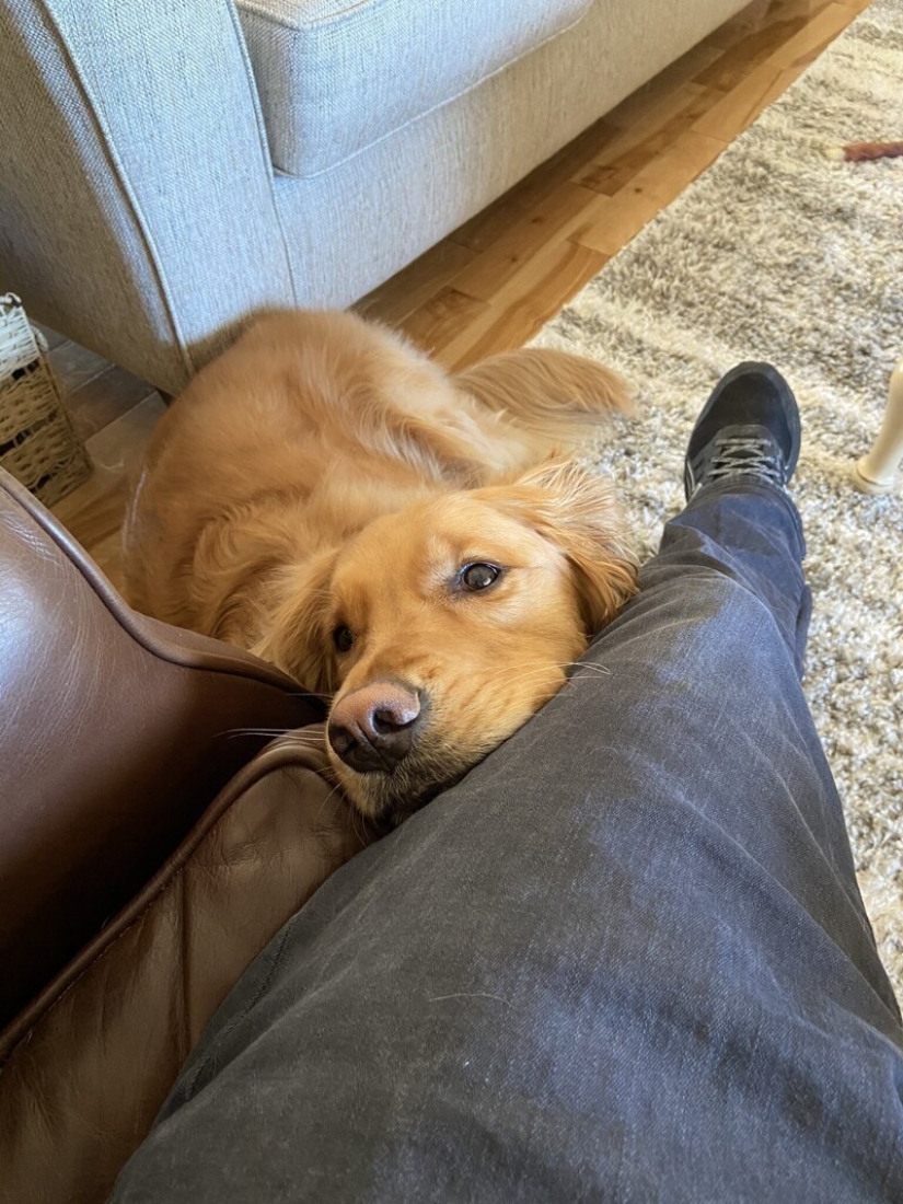 Mira directamente al alma: 30 perros que piden comida a sus dueños Mira directamente al alma: 30 perros que piden comida a sus dueños