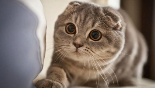 Mirar al vacío: ¿ven los gatos algo de otro mundo, inaccesible para nuestros ojos Mirar al vacío: ¿ven los gatos algo de otro mundo, inaccesible para nuestros ojos