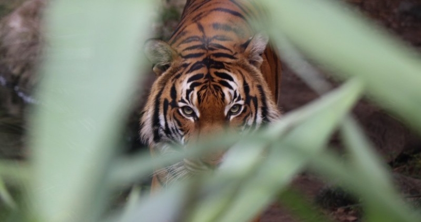 "Mis garras salen y tengo un fuerte deseo de atacar": las revelaciones de un hombre lobo moderno "Mis garras salen y tengo un fuerte deseo de atacar": las revelaciones de un hombre lobo moderno