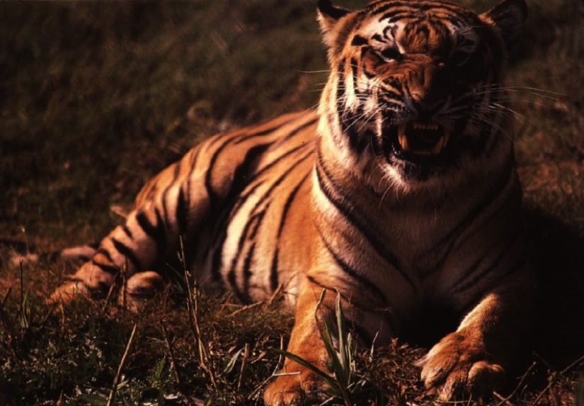 "Mis garras salen y tengo un fuerte deseo de atacar": las revelaciones de un hombre lobo moderno "Mis garras salen y tengo un fuerte deseo de atacar": las revelaciones de un hombre lobo moderno