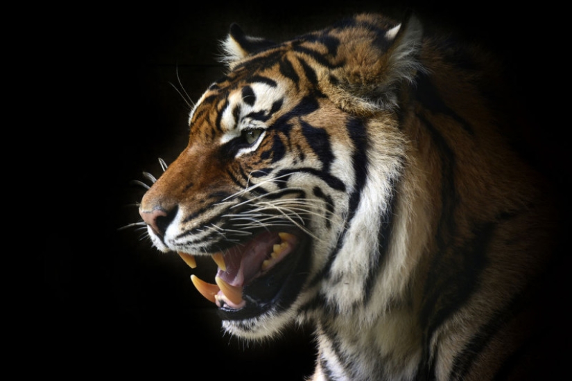 "Mis garras salen y tengo un fuerte deseo de atacar": las revelaciones de un hombre lobo moderno "Mis garras salen y tengo un fuerte deseo de atacar": las revelaciones de un hombre lobo moderno