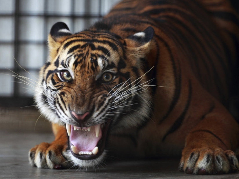 "Mis garras salen y tengo un fuerte deseo de atacar": las revelaciones de un hombre lobo moderno "Mis garras salen y tengo un fuerte deseo de atacar": las revelaciones de un hombre lobo moderno