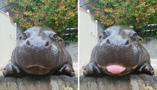 Misión posible: hipopótamos que detendrán la dictadura de los gatos en Internet Misión posible: hipopótamos que detendrán la dictadura de los gatos en Internet