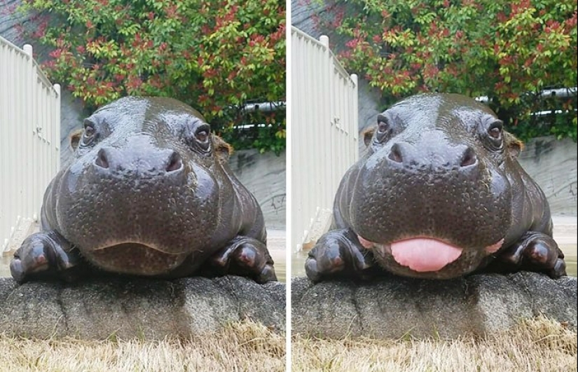 Mission Possible - hippos who will stop the internet dictatorship of cats
